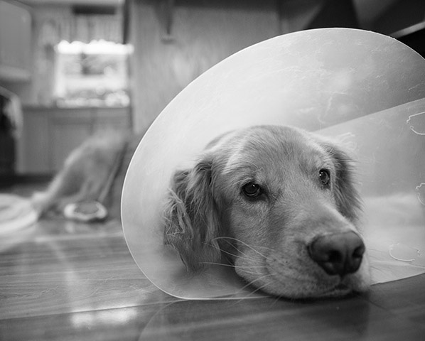 Neutering your pet Neutering your pet