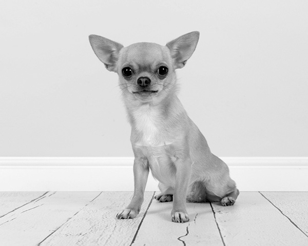 Chihuahua Chihuahua