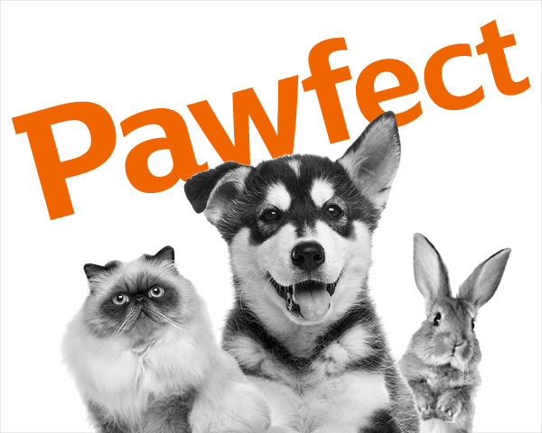 Pet guides Pet guides