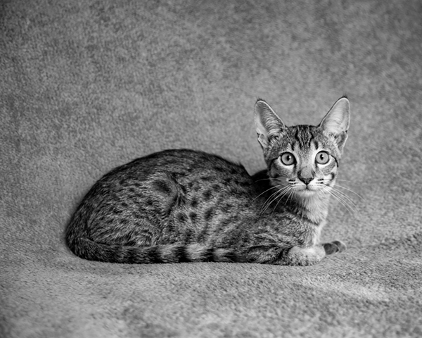 Savannah Savannah