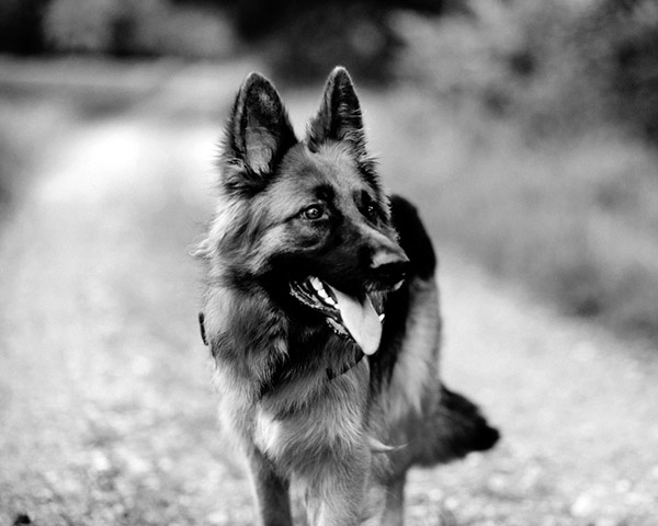 German Shepherd German Shepherd