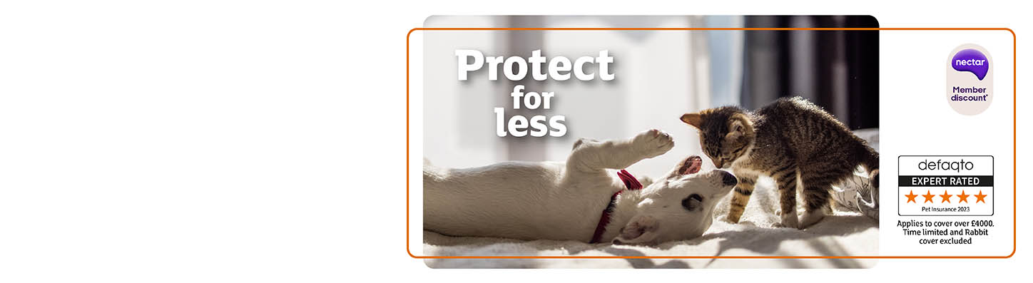 Cat insurance main banner