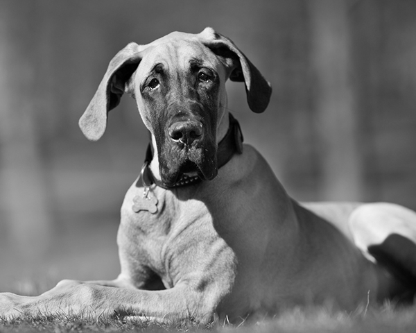 Great Dane Great Dane