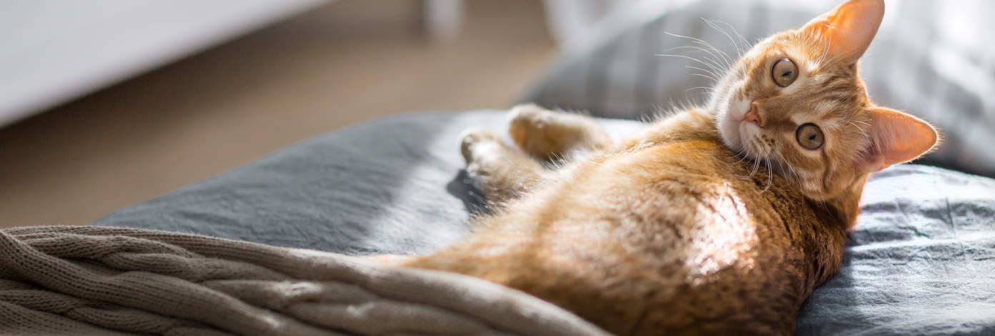 How to cat proof your home banner How to cat proof your home banner