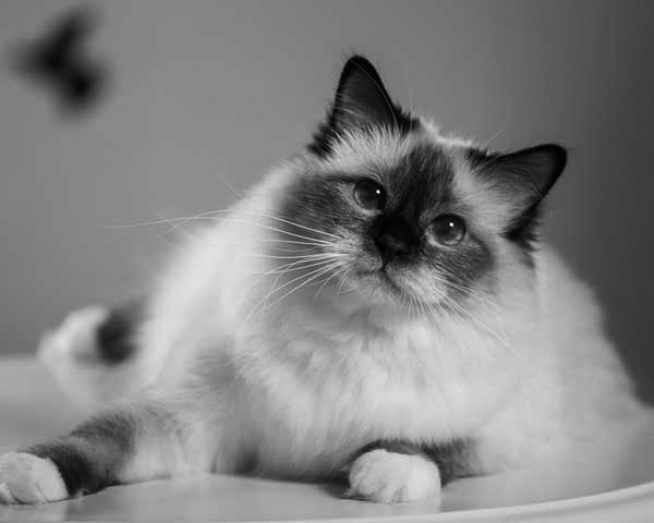 Birman Birman