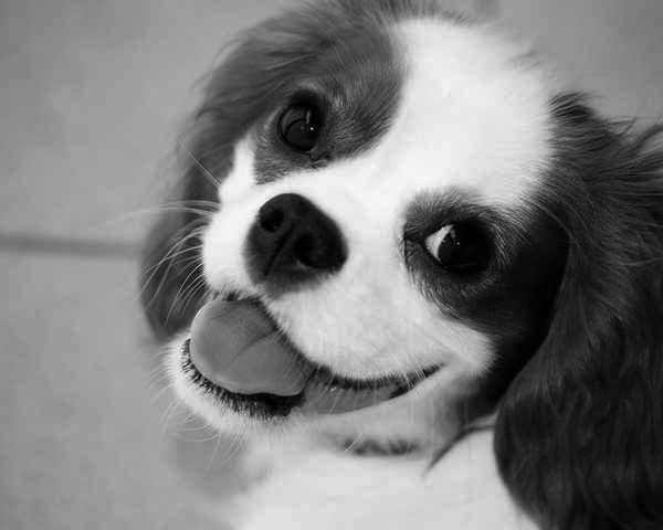 Cavalier King Charles Spaniel Cavalier King Charles Spaniel