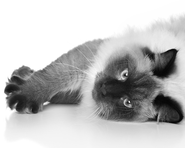 Siamese Siamese