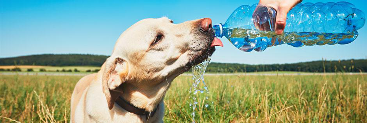 Do dogs sweat banner Do dogs sweat banner