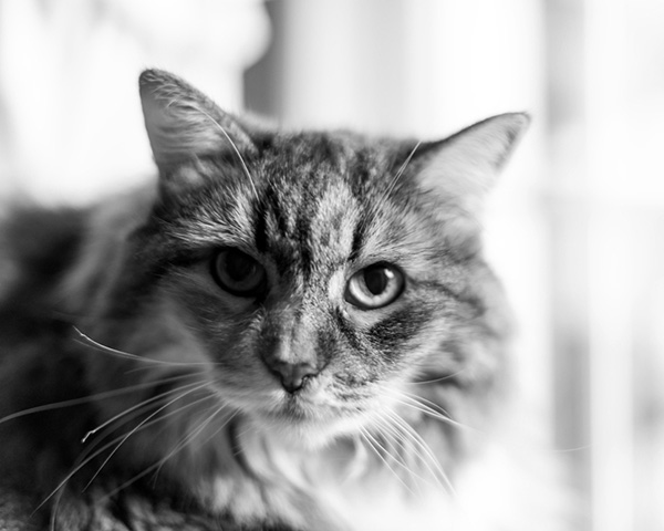 Maine Coon Maine Coon