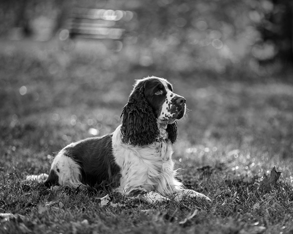 Cocker Spaniels Cocker Spaniels