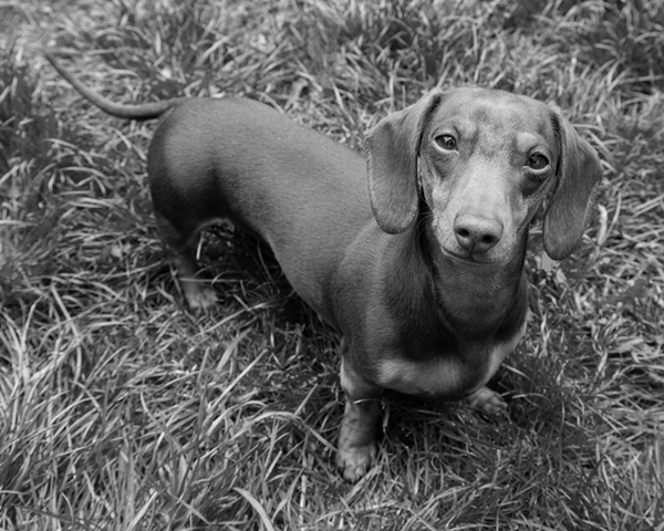 Dachshund Dachshund