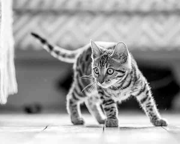 Kitten insurance Kitten insurance