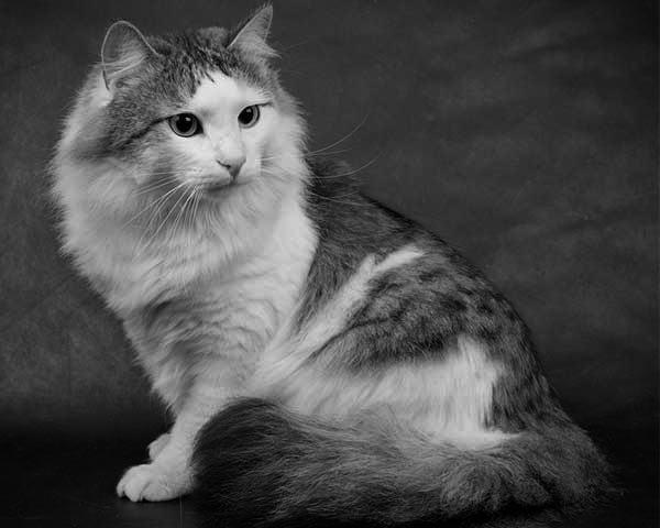 Ragamuffin Ragamuffin