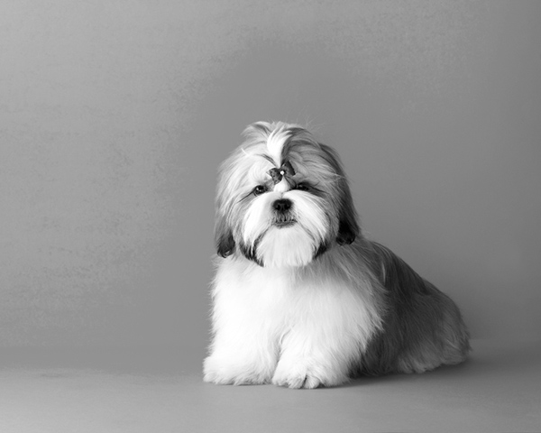 Shih Tzu Shih Tzu