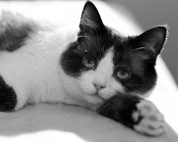 Snowshoe Snowshoe
