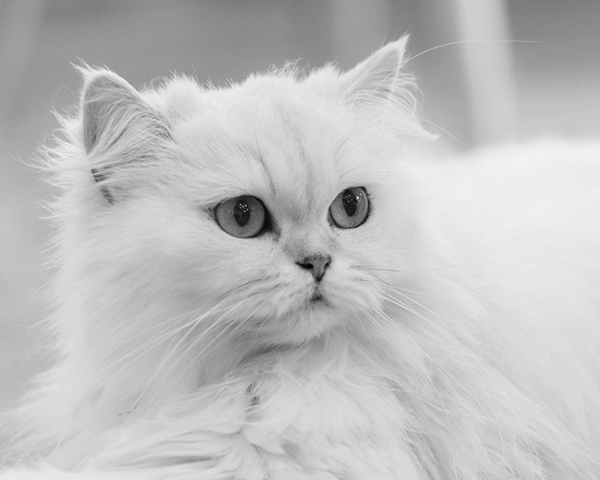 Persian Persian