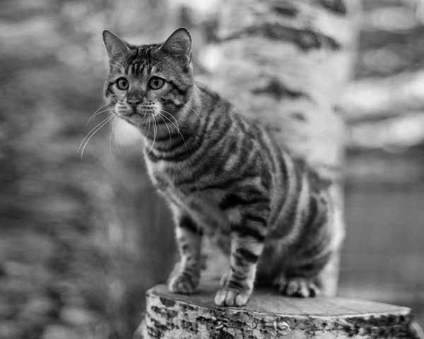 Toyger Toyger