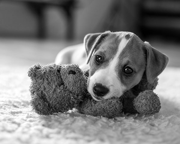 Puppy insurance Puppy insurance