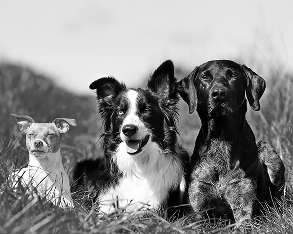 Guide to dog breeds Guide to dog breeds