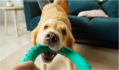 Pet Insurance Pet Insurance