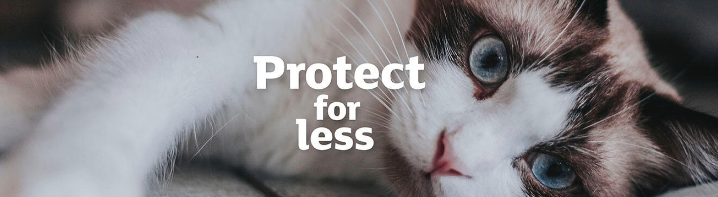 Cat insurance main banner