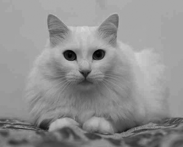Turkish Angora Turkish Angora